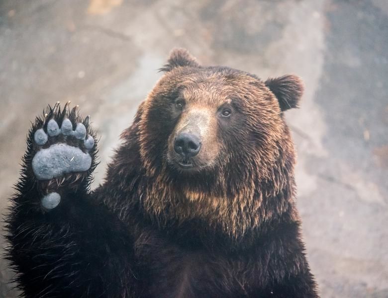 VIDEO: Imagini incredibile cu un urs care își duce prada spre loc sigur!