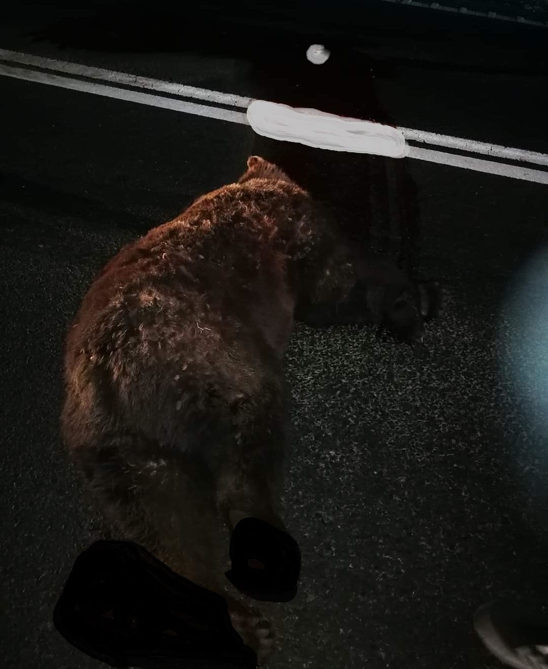 Un nou caz dramatic! Ursoaică lovită mortal de o mașină