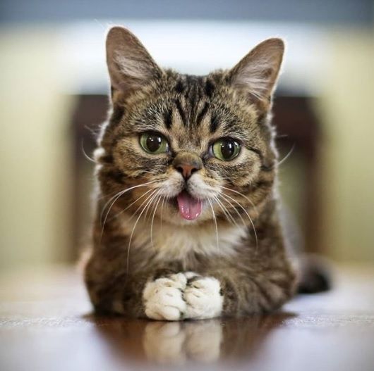 A murit Lil Bub, cea mai faimoasă pisică din lume