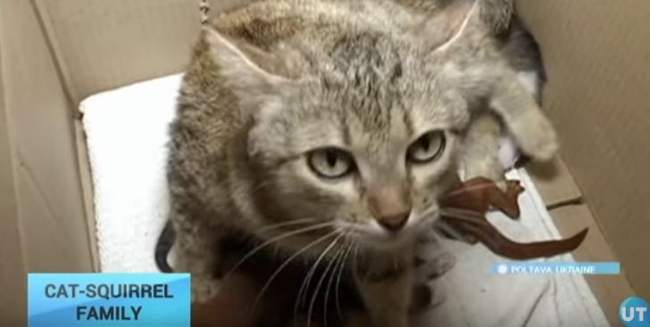 Imagini adorabile! O pisicuță a adoptat doi pui de veveriță