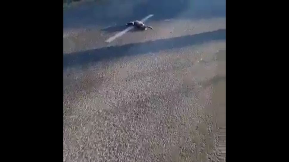 Imagini șocante. Cinci câini au fost găsiți împușcați pe mijlocul unui drum din județul Suceava. VIDEO