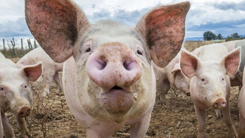 Mănânci carne de porc de Crăciun? Trebuie neapărat să afli acest lucru
