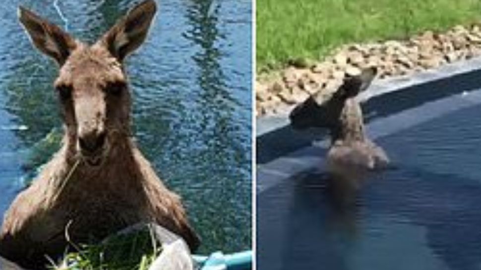 VIDEO Cum se relaxează cangurii de Crăciun în Australia