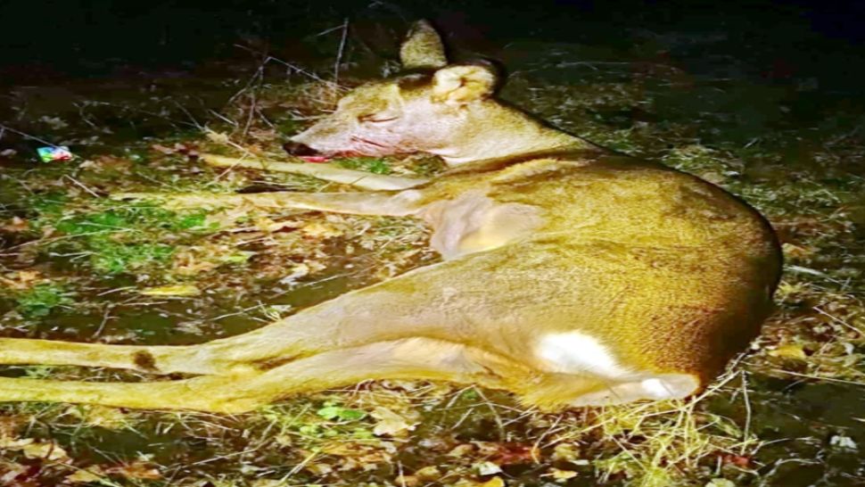 Căprioară rănită salvată de pompierii dâmbovițeni