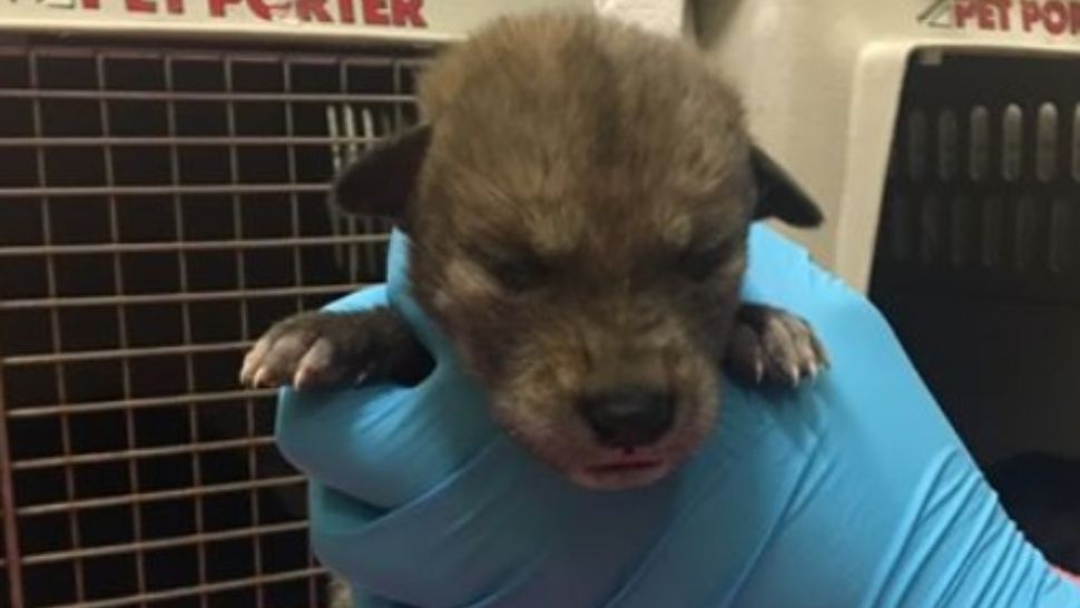 Credea că a dat peste un puiuț de câine. Când colo, în fața lui era un animal extrem de periculos 