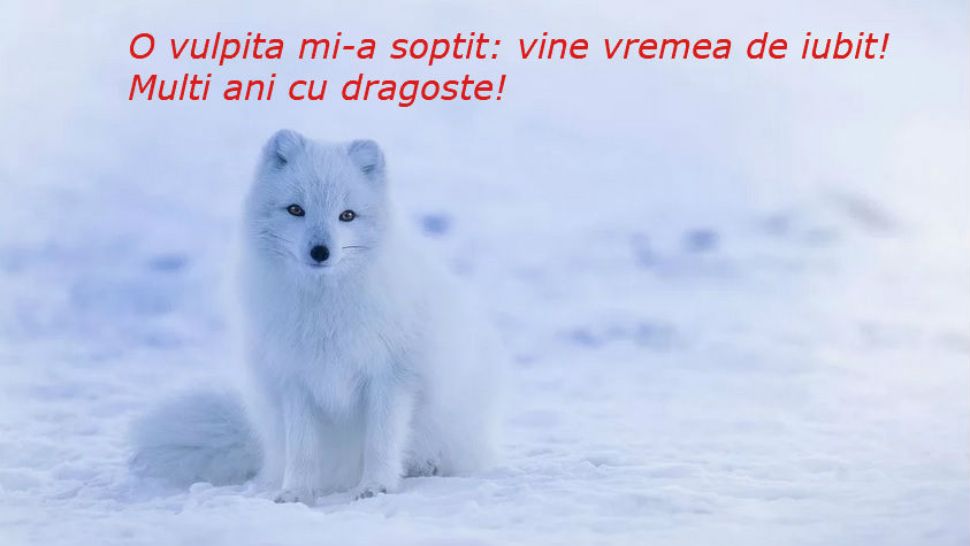  Felicitari de Anul Nou în imagini. Cele mai frumoase poze cu LA MULTI ANI 