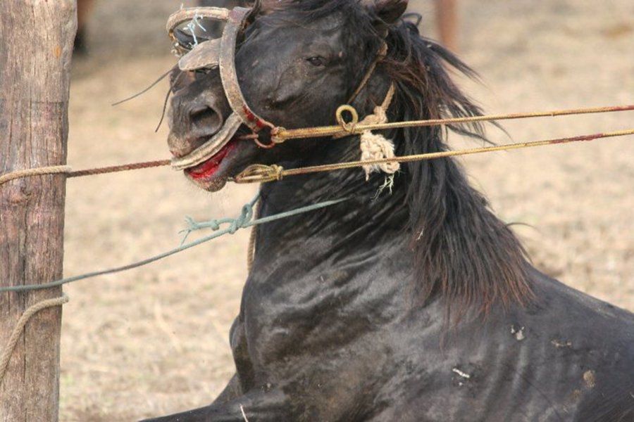 Cai bătuţi crunt, chiar sub ochii autorităţilor