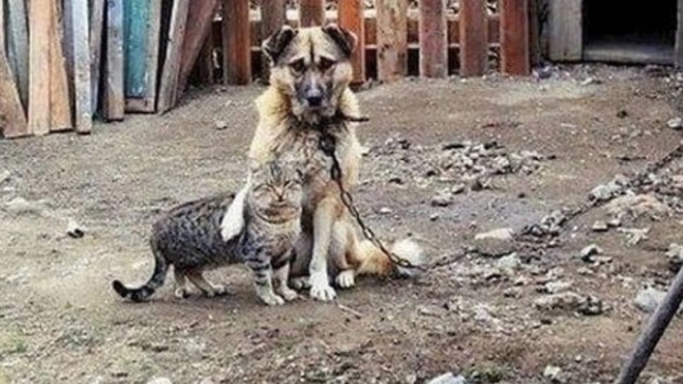 Fotografia care a înduioșat până la lacrimi: ce secret ascunde?