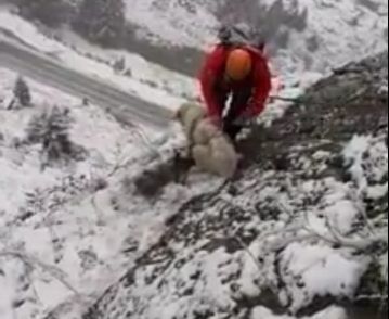 Operațiune spectaculoasă de salvare a unui câine blocat pe o stâncă