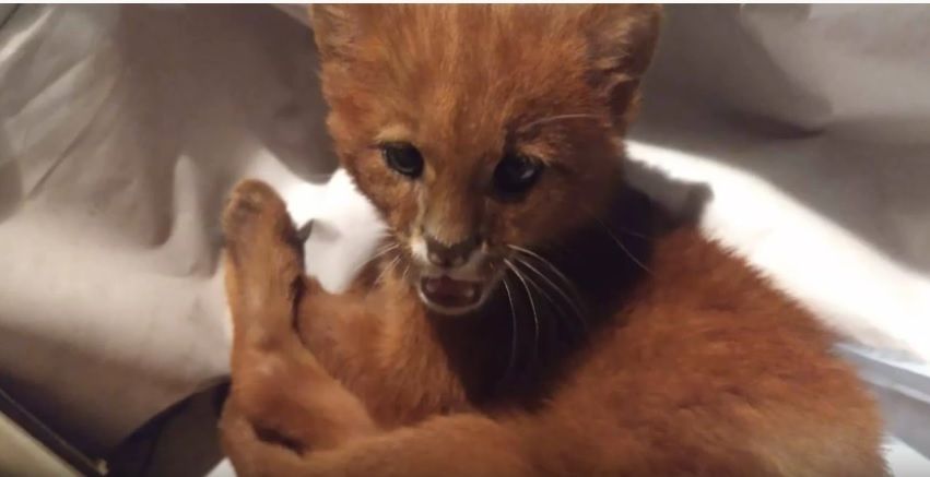 Pisicuțul s-a dovedit a fi o puma