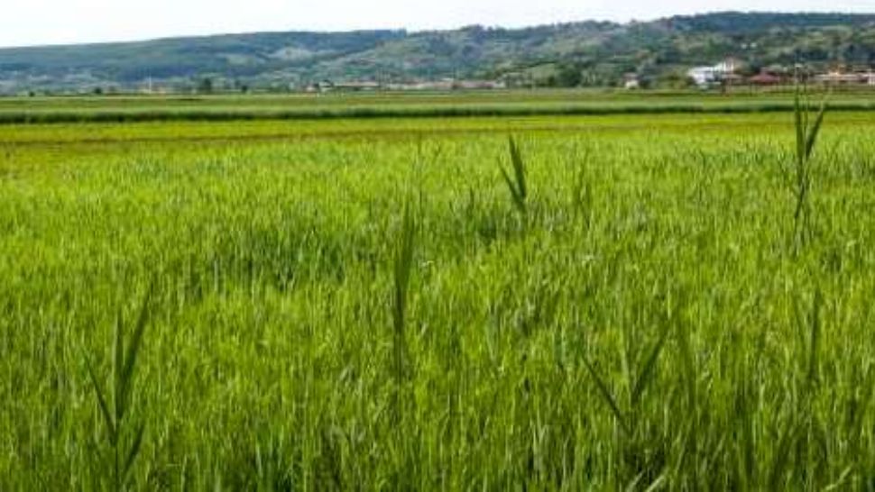 Teren agricol - imagine cu caracter sugestiv