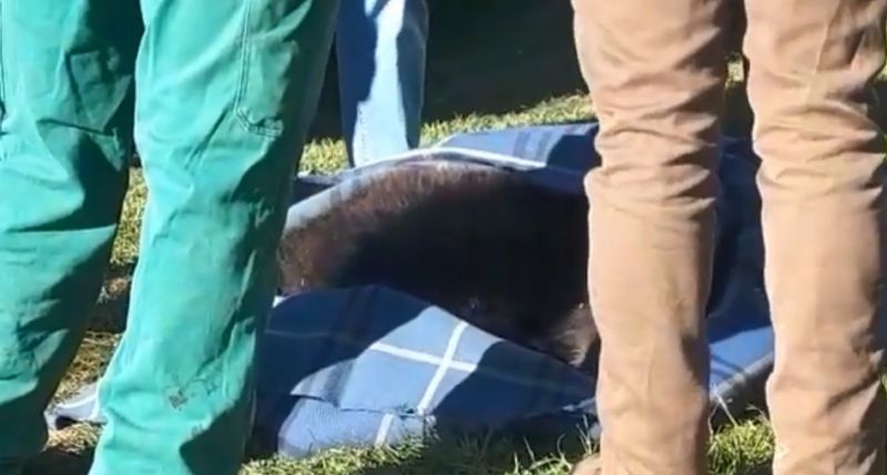 Pui de urs eutanasiat, după ce a fost lovit de tren(Video)