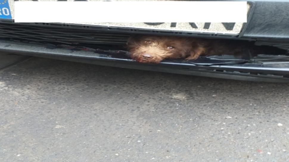 FOTO | Gest impresionant al poliţiştilor clujeni după ce un căţel a fost lovit de o maşină