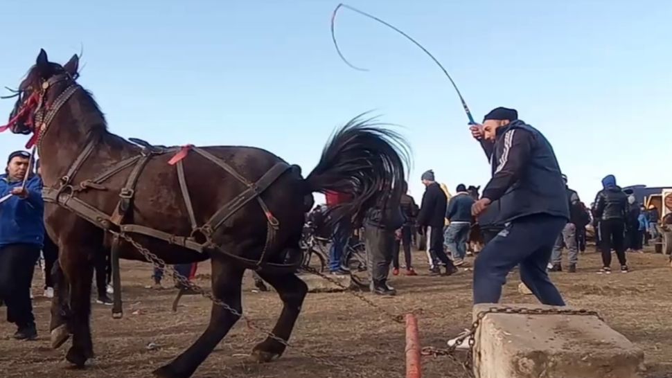  „Botezul Cailor”, de la Mogoșești, încheiat cu dosare penale