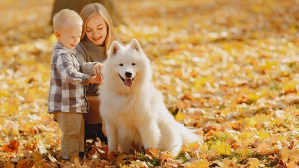 10 cheltuieli pe care să le iei în considerare înainte să adopți un câine