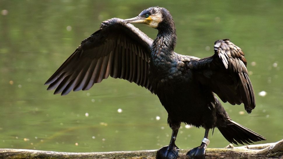 cormorani