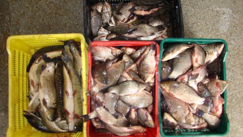 Braconieri prinși cu 570 kilograme de pește