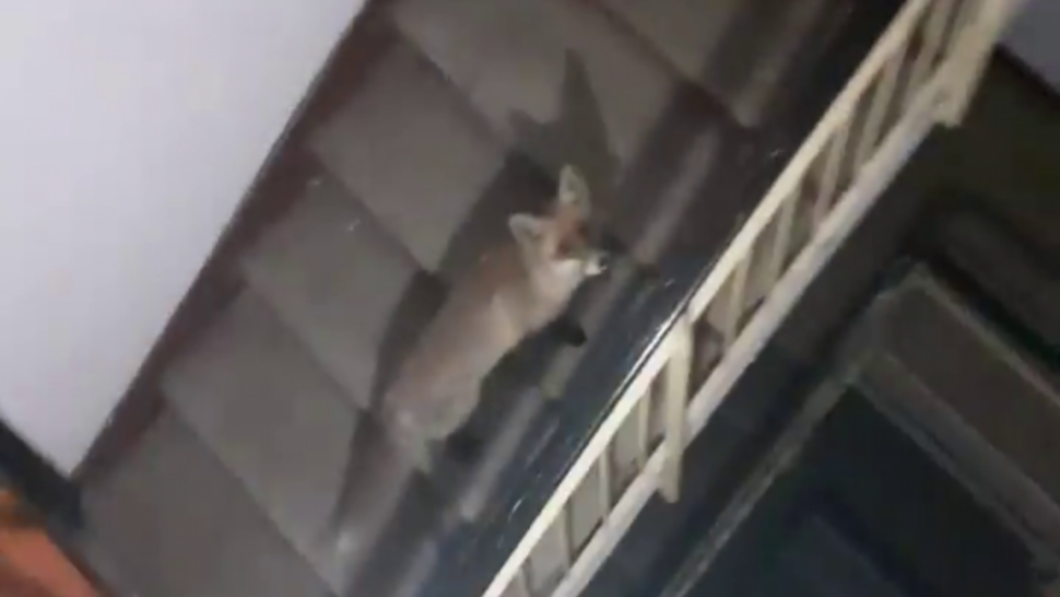 FOTO Un musafir nepoftit a adormit pe scările blocului. Reacția locatarilor