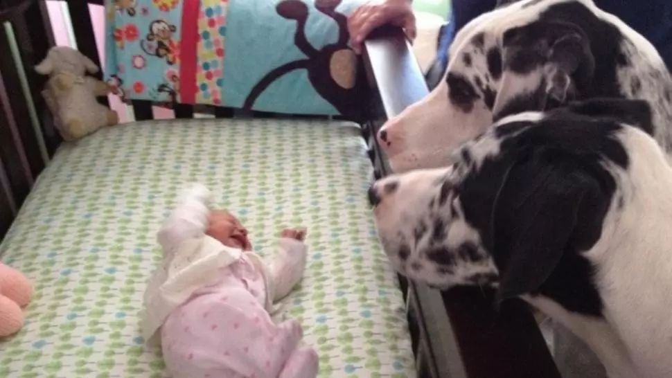 Şi-au lăsat copilul singur cu câinii şi au încuiat uşa. Când s-au întors, părinţii au găsit asta