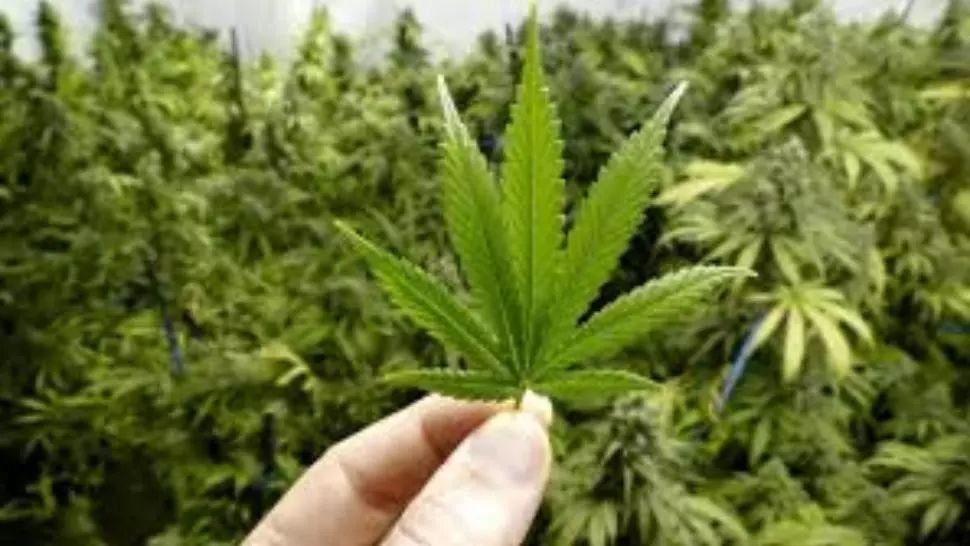 cannabis sarmale