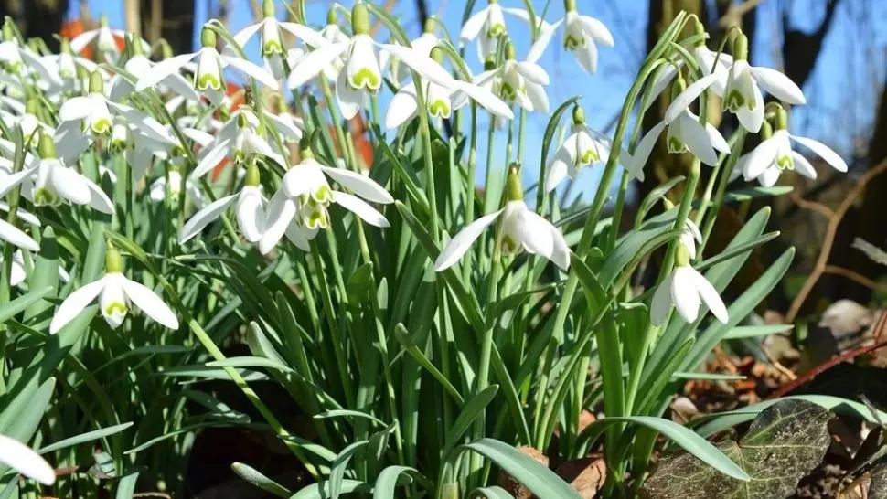 Meteo: Începe oficial primavara! Cresc temperaturile