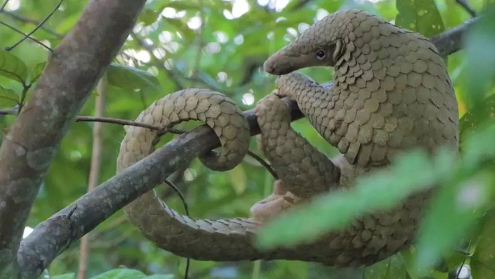 Pangolinul, cel mai traficat mamifer din lume