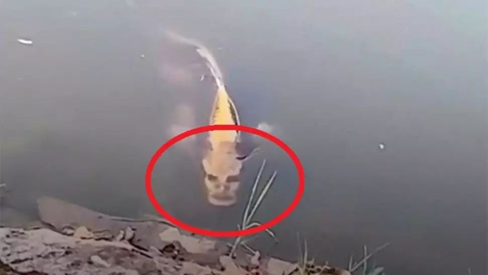 Peștele cu „față umană”, viral pe internet