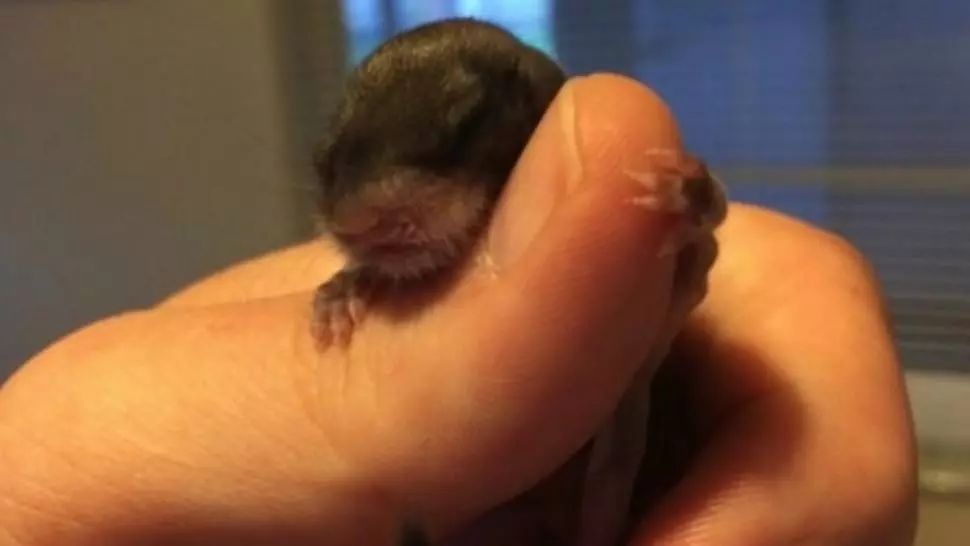 A salvat un puiuţ găsit pe stradă. Când a crescut, bărbatul a avut un şoc! Creatura se transformase 