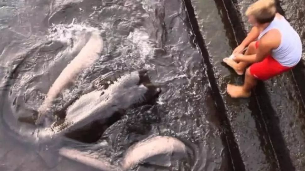 Copilul a fost filmat jucându-se cu noul prieten