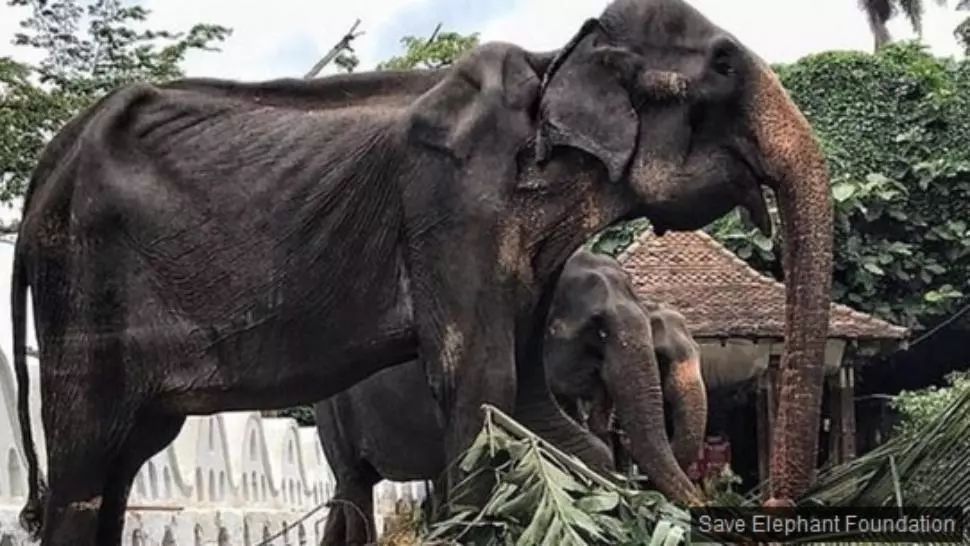 Imagini care au șocat: la 70 de ani, se stinge pe picioare. Cum i se camuflează la paradă suferința