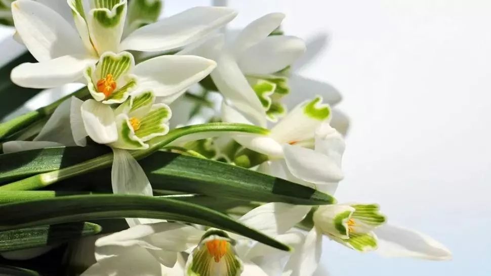 Ce FLORI se daruiesc de 1 Martie. Semnificatia florilor