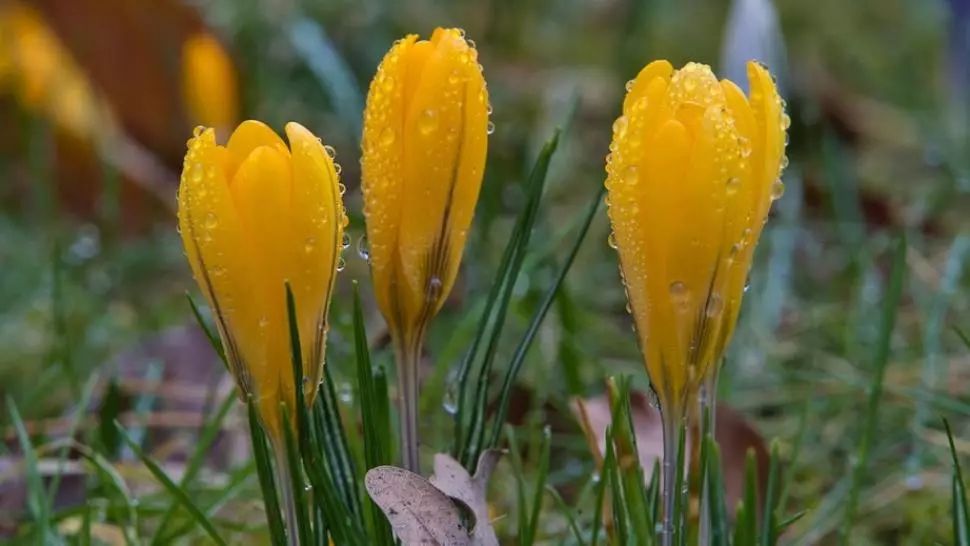 Prognoza meteo pe doua saptamani