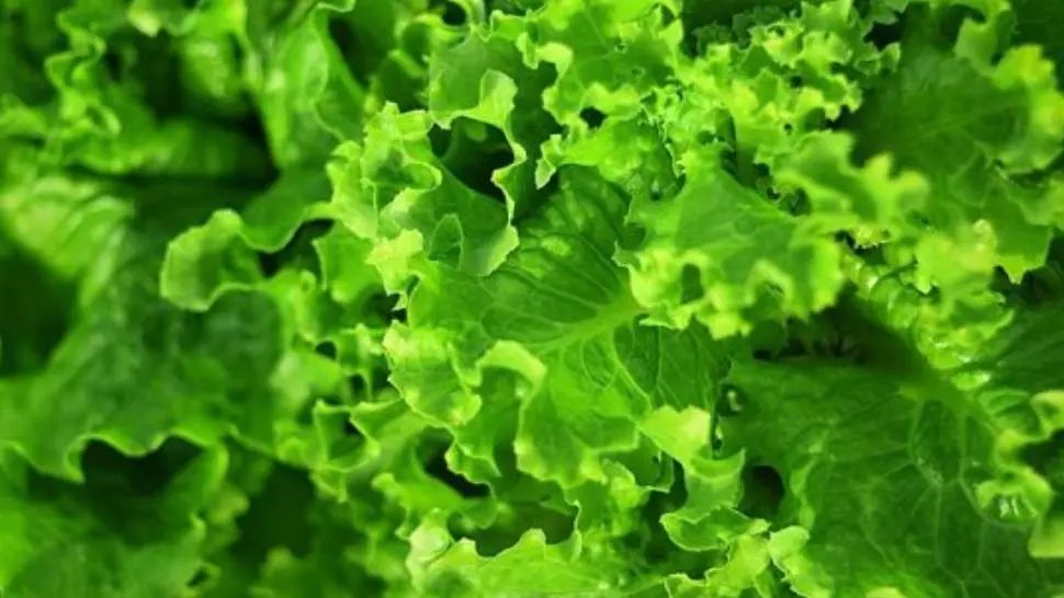 Anunț NASA: Salata „spațială” este cea mai sănătoasă și sigură pentru consum 