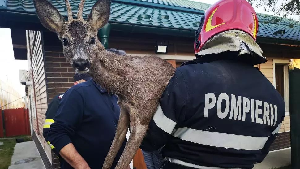 Căprioară salvată de pompierii din Argeș Foto: ISU Argeș