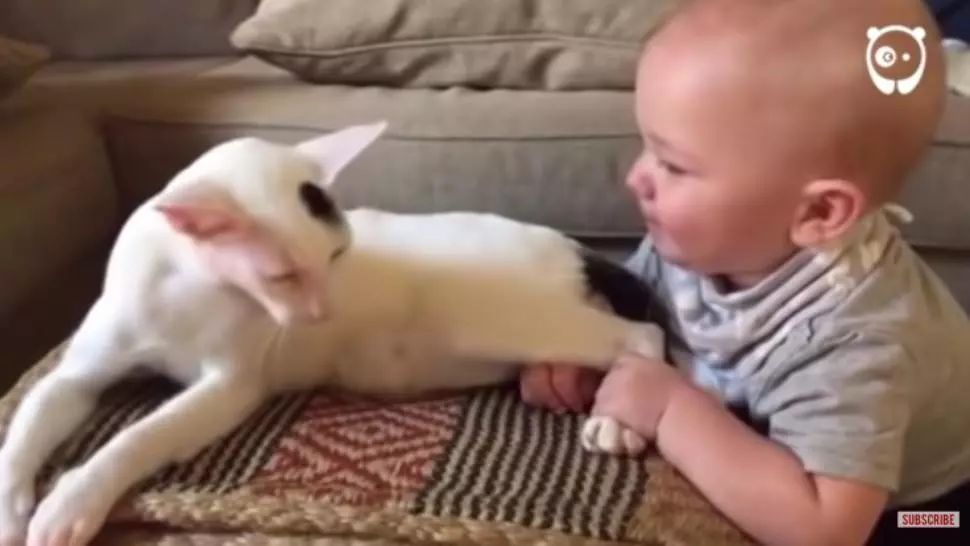 Au amuțit de spaimă când copilul a tras pisica de picioare. Ce a urmat i-a șocat!