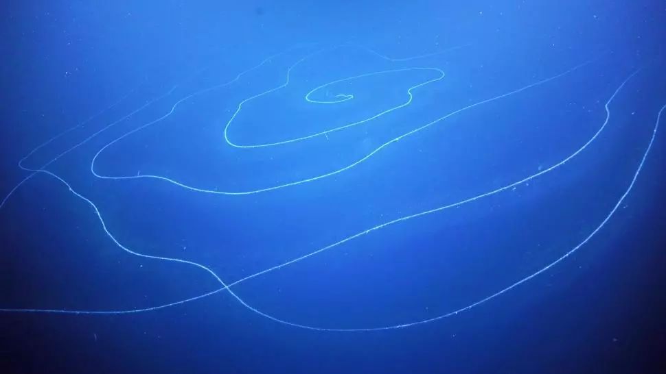 Cea mai lungă viețuitoare marină din lume Foto: Schmidt Ocean Institute