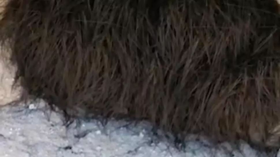 Credea că e un animal, dar, când l-a atins, s-a dezlănțuit 