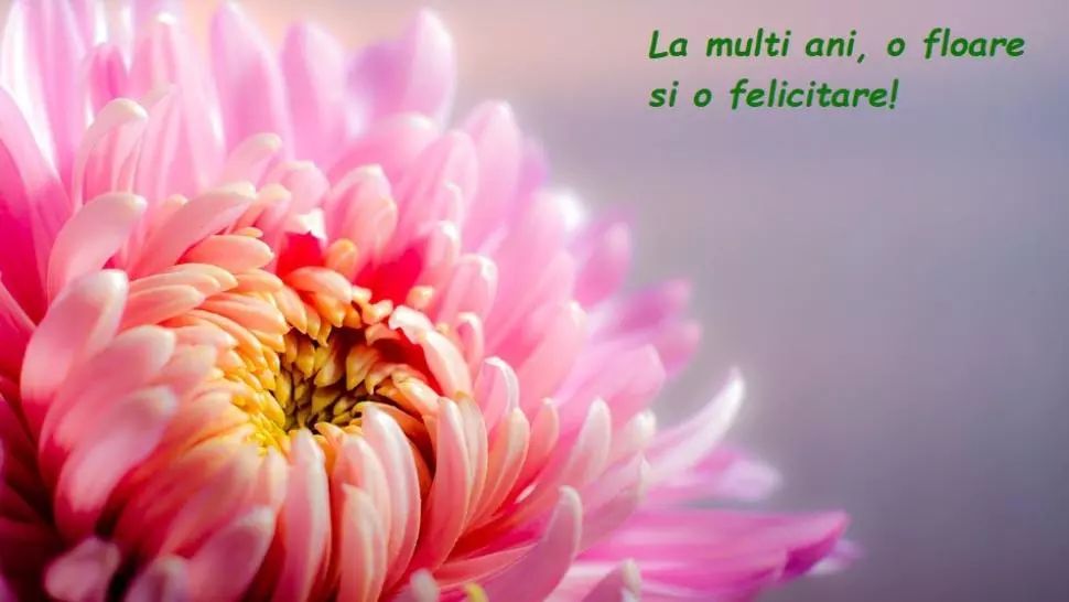 MESAJE de FLORII 