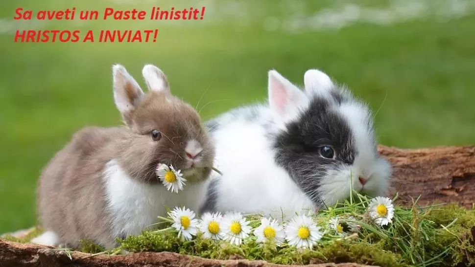 MESAJE PAȘTE