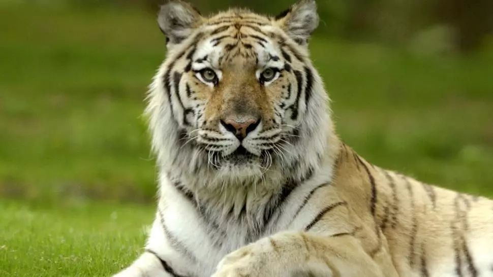 Alertă la Grădina Zoologică: TIGRU testat pozitiv cu COVID-19