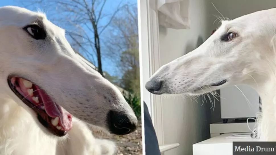 Imagini adorabile! Povestea cățelușei cu cel mai lung nas din lume: 30 cm!