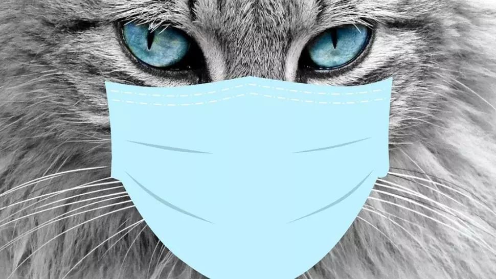 coronavirus animale de companie Foto Pixabay.com