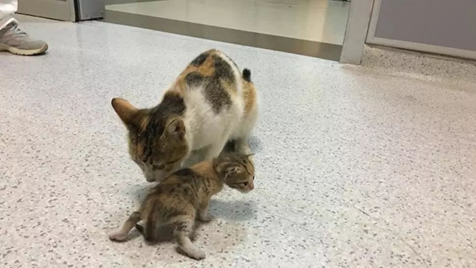 Imaginile adorabile care fac înconjurul lumii: o pisicuță și-a dus puiul la spital. Cum au reacționat medicii 