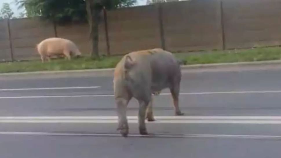 porc pe strada ARHIVA