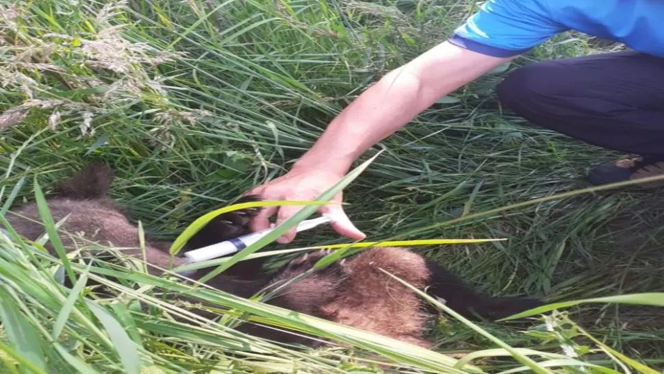  Pui abandonat de ursoaică, salvat de jandarmii harghiteni și dus la Centrul de Reabilitare a Urșilor Orfani Bălan