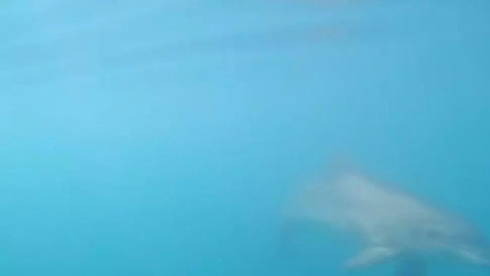Spectacol inedit în Marea Neagră. Delfini de mari dimensiuni au fost filmați de un înotător