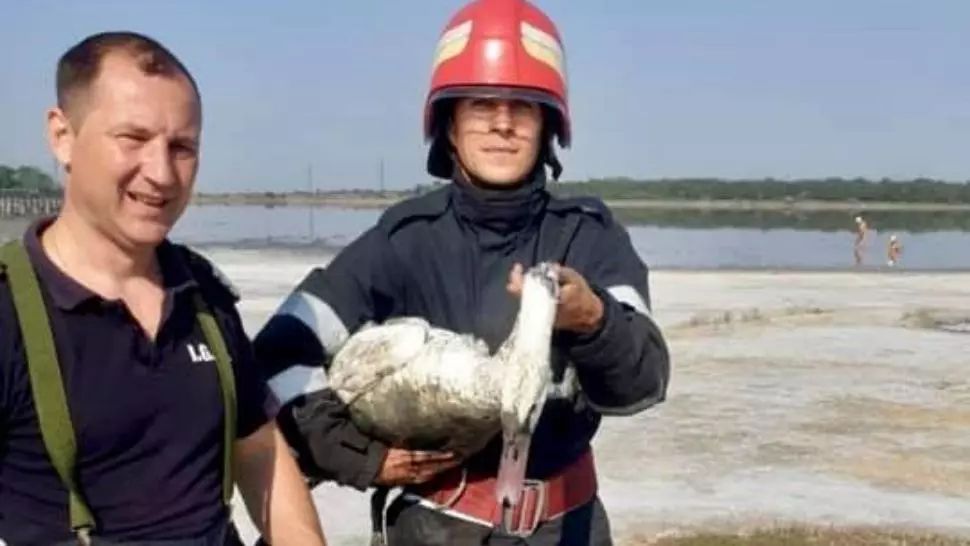 Pompierii brăileni au salvat de la moarte o lebădă împotmolită la Lacu Sărat