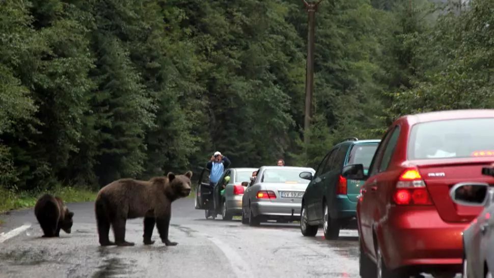 Un nou atac al urșilor în zonele montane. Victima, un bărbat de 45 de ani din Comarnic. Foto/Arhivă