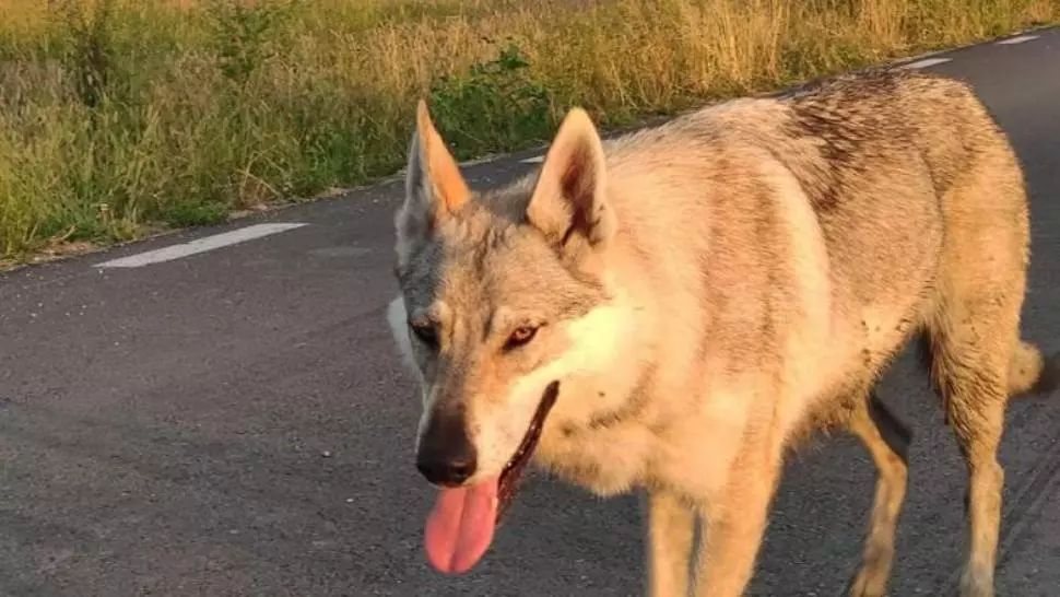Povestea impresionantă a cățelușei Arya: pierdută de stăpâni lângă Teiuș, a mers 250 de km până a fost salvată