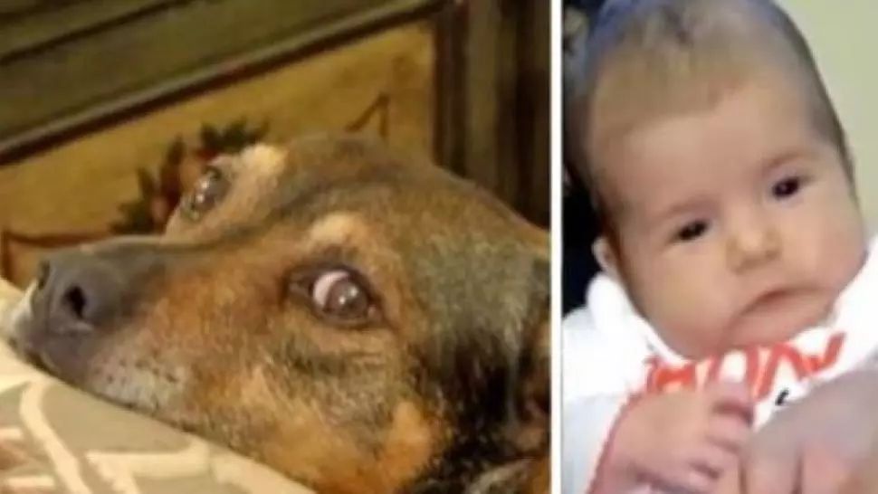 Câinele a început să urle şi să sară pe ei, în pat. Când s-au dus în camera copilului, şoc!